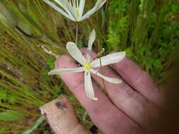 Imagem de Camassia leichtlinii subsp. leichtlinii