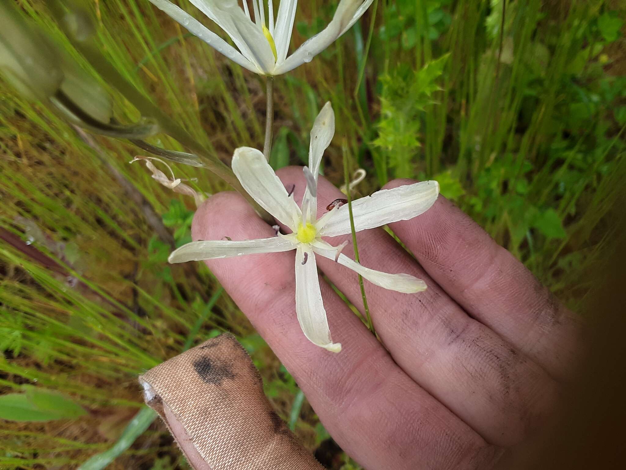 Imagem de Camassia leichtlinii subsp. leichtlinii