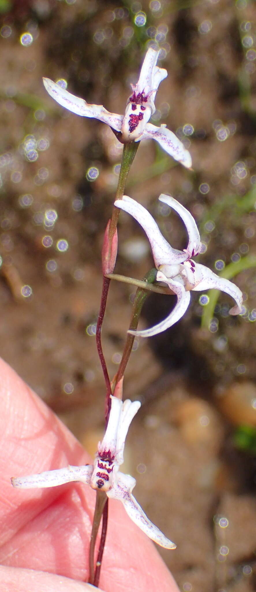 Image de Disa biflora (L.) Druce