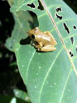 Image de Pristimantis quaquaversus (Lynch 1974)