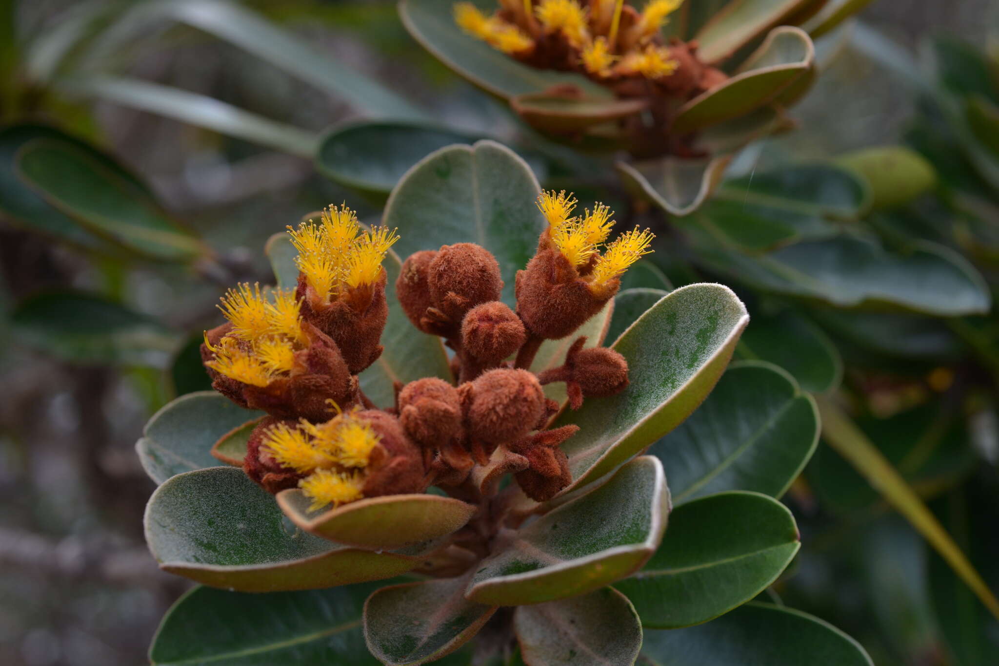 Imagem de Tristaniopsis guillainii var. balansana (Tison) J. Wyndham Dawson