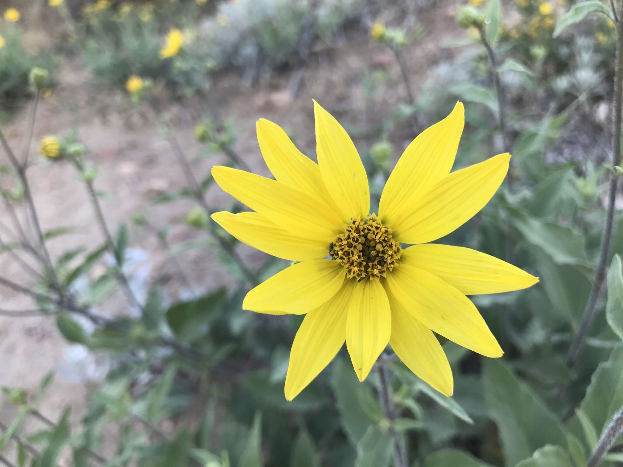 Image of little sunflower