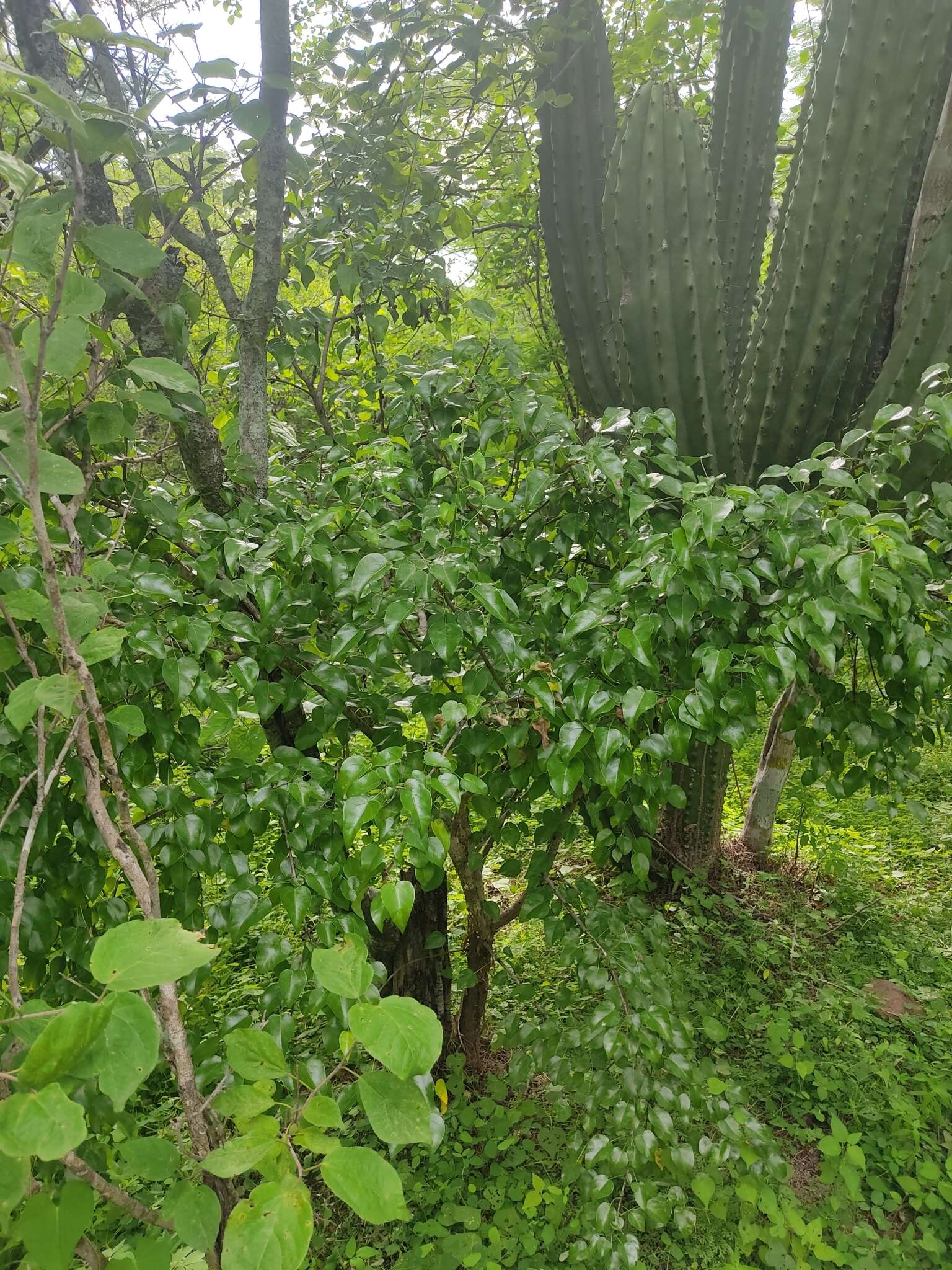 Image of Jatropha cordata (Ortega) Müll. Arg.