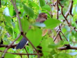 Image of Bearded Scrub Robin