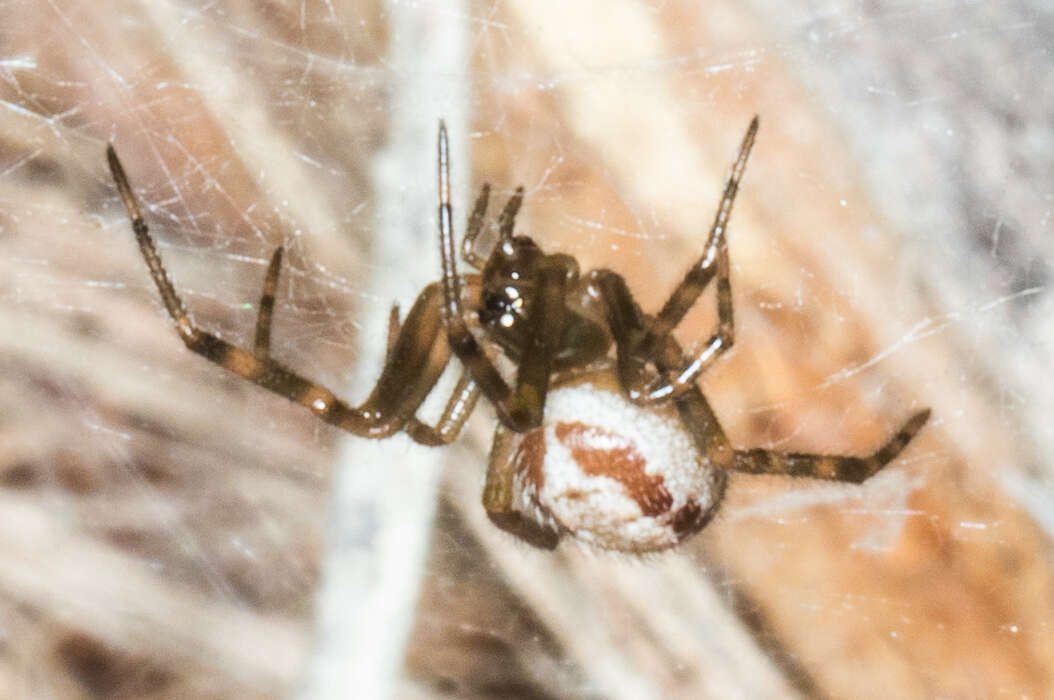 صورة Steatoda nobilis (Thorell 1875)