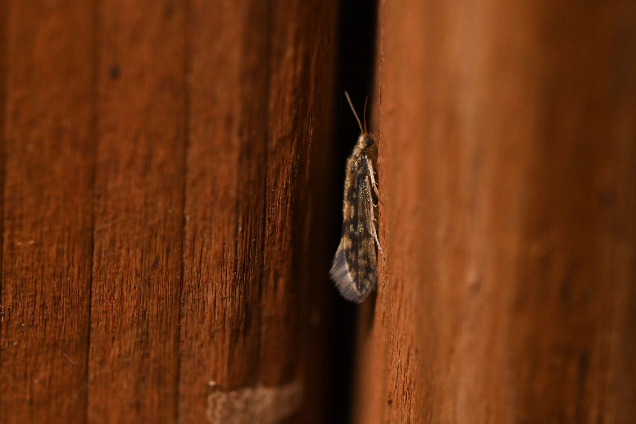 Image of Salt and Pepper Microcaddis