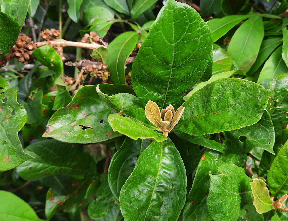 Image of Aegiphila verticillata Vell.