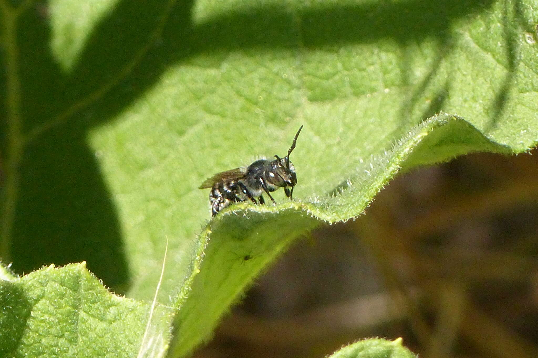 Image of Hoplitis spoliata (Provancher 1888)