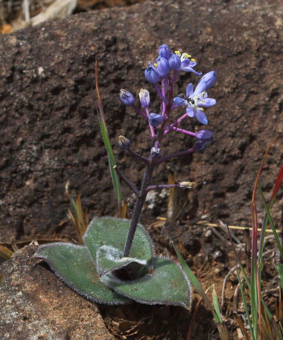 Image of Merwilla dracomontana (Hilliard & B. L. Burtt) Speta