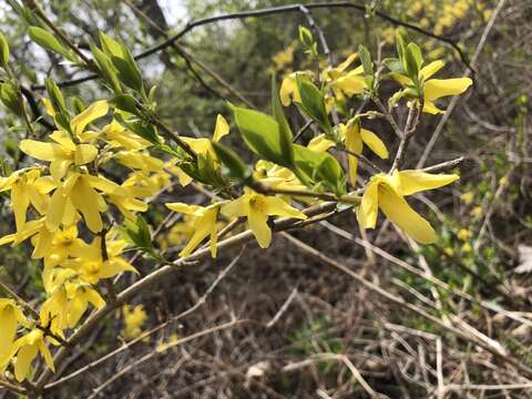 Image of weeping forsythia