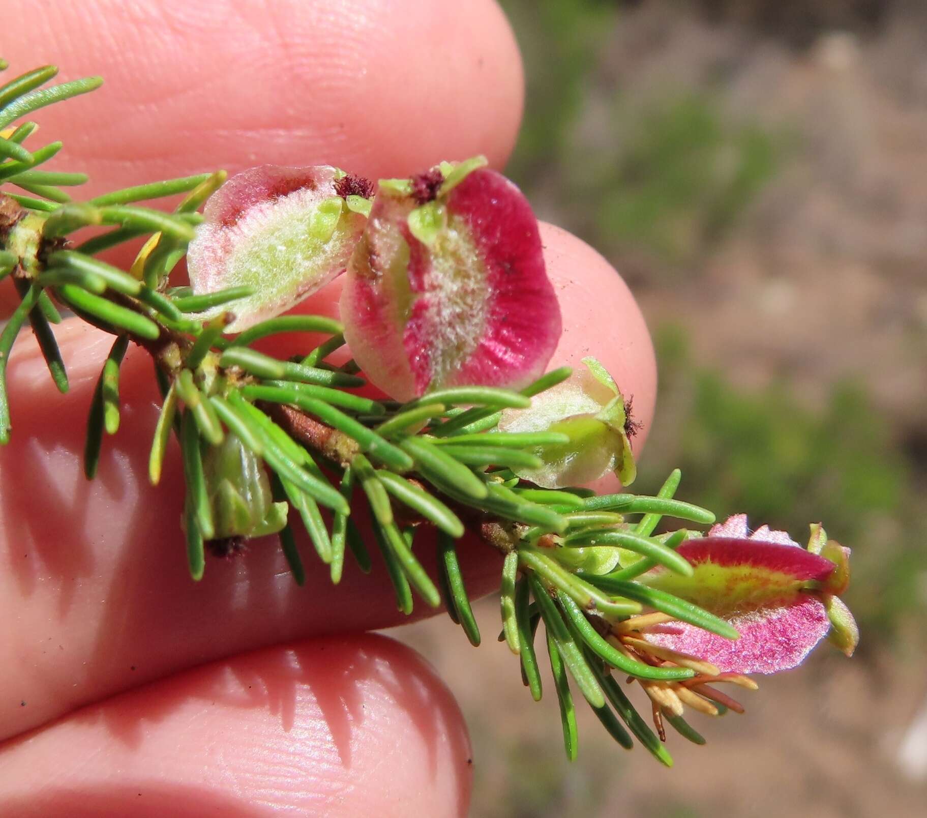 Image of Cliffortia burgersii E. G. H. Oliver & A. C. Fellingham