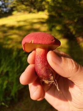 Hortiboletus rubellus (Krombh.) Simonini, Vizzini & Gelardi 2015 resmi