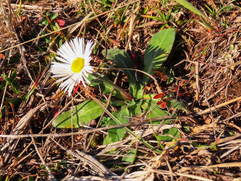 Image of Bellis sylvestris Cyr.