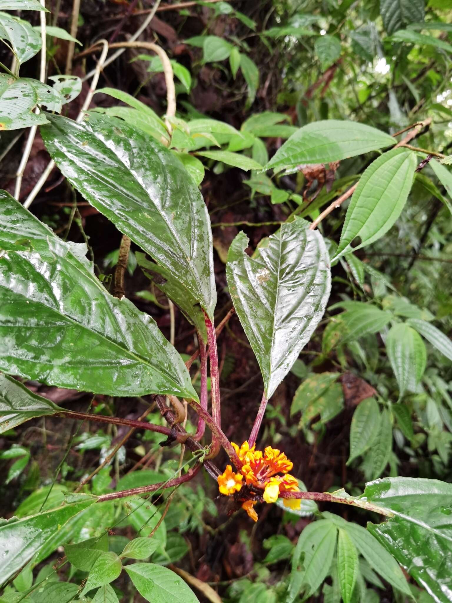 Imagem de Drymonia ambonensis (L. E. Skog) J. L. Clark