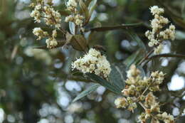 Image of Miconia squamulosa (Sm.) Triana