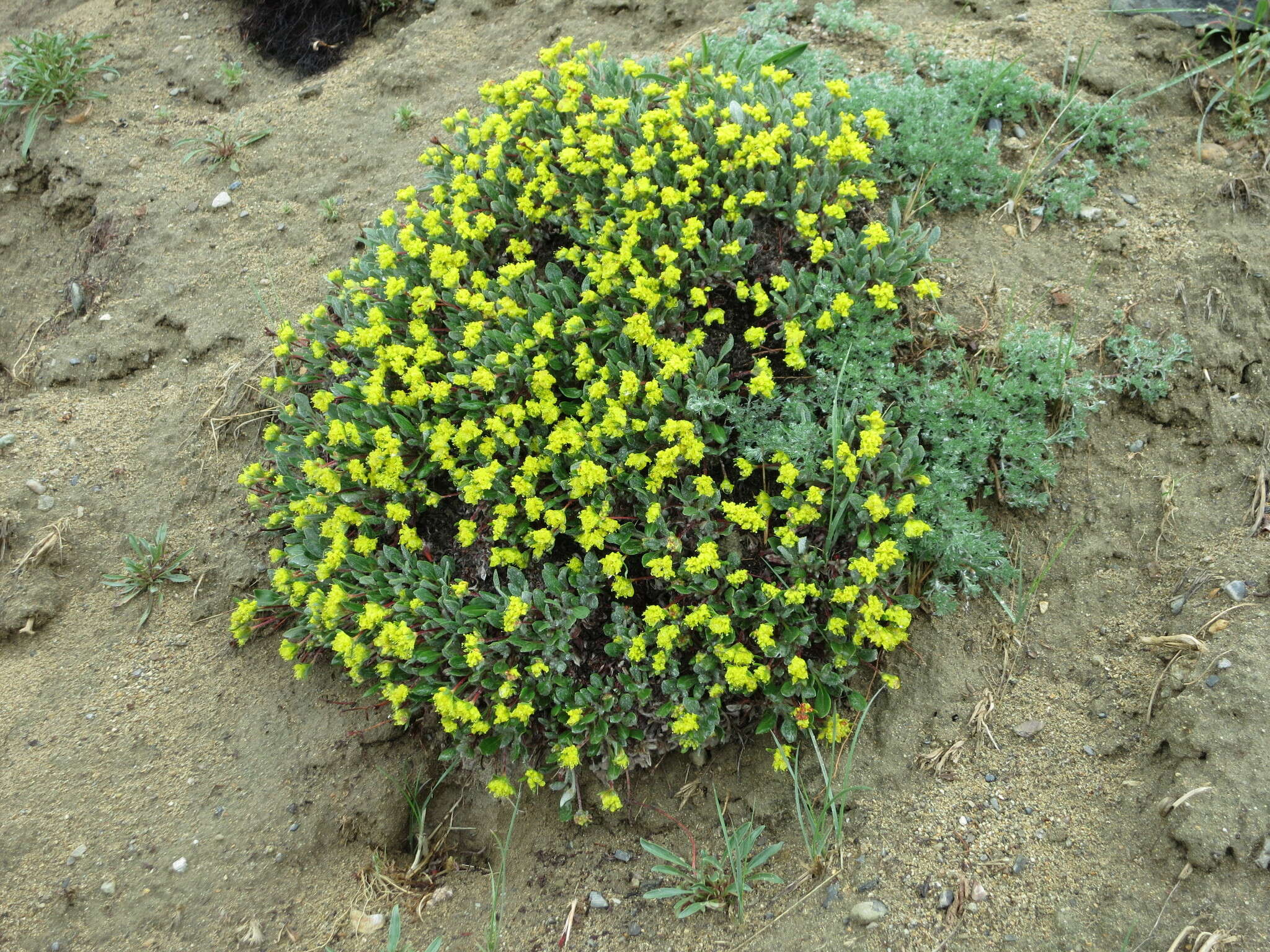 Image of alpine golden buckwheat