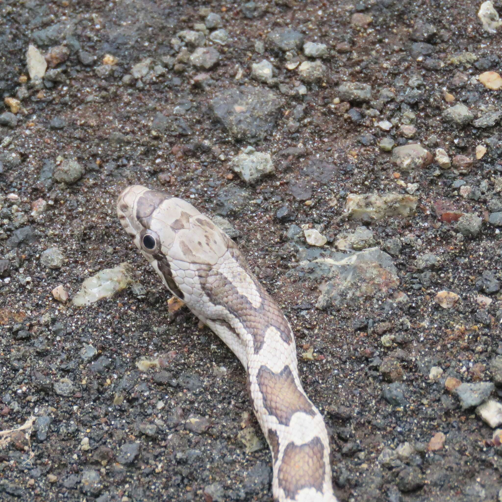 Image of Rat snakes