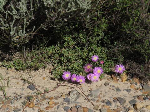 Imagem de Lampranthus falciformis var. falciformis