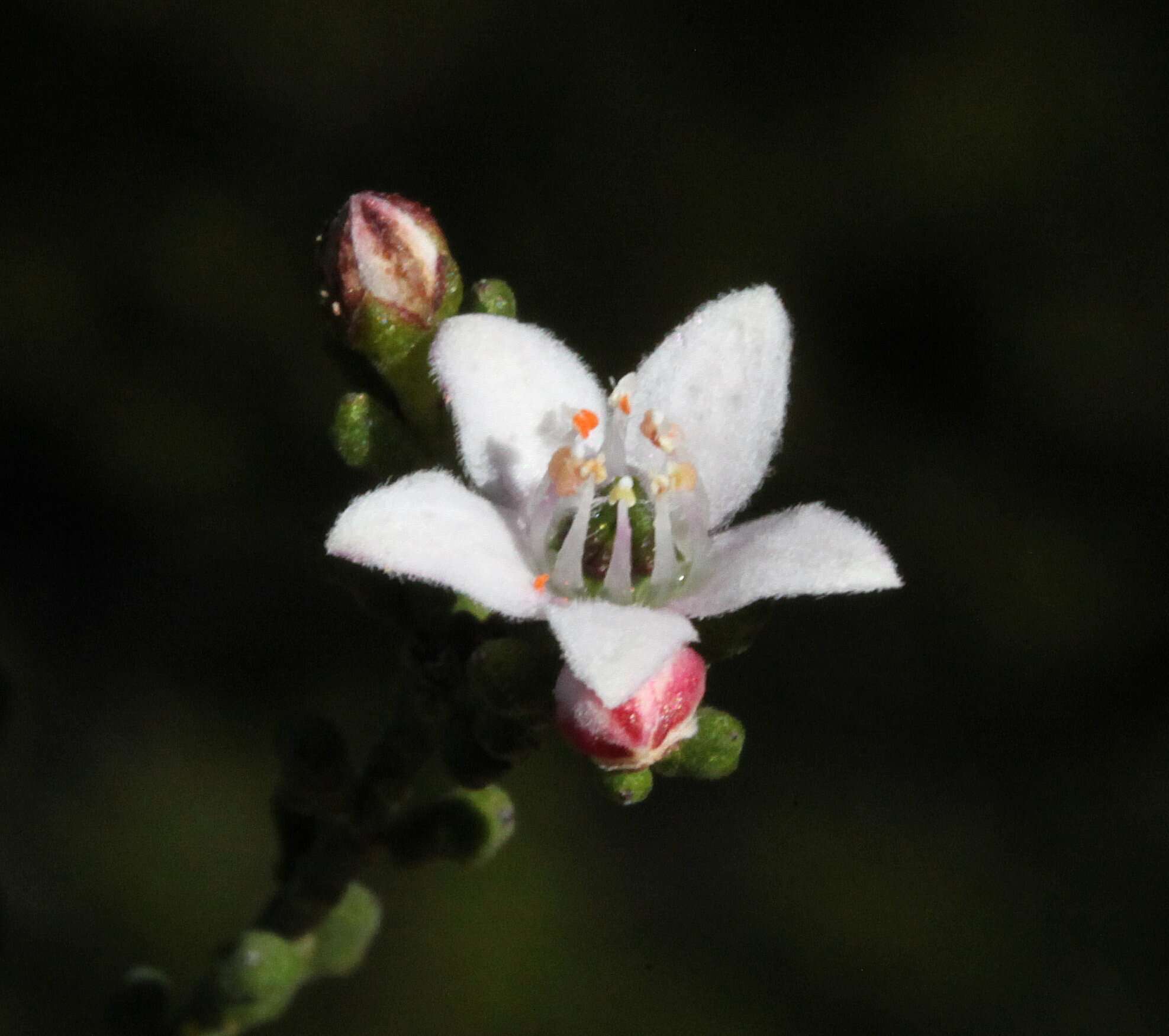 Image of Philotheca tomentella (Diels) Paul G. Wilson