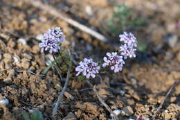 Plancia ëd Iberis simplex DC.