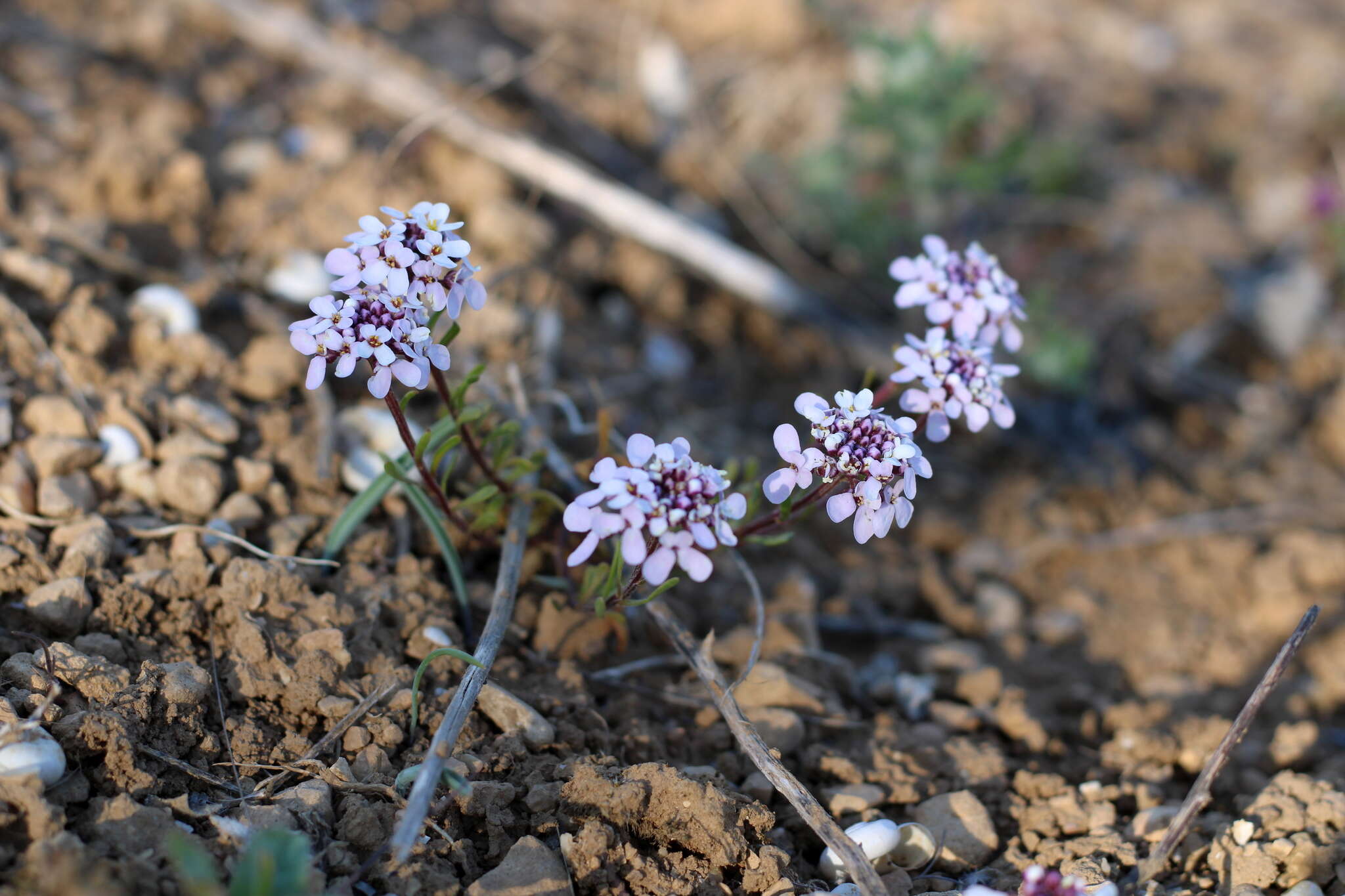 Imagem de Iberis simplex DC.