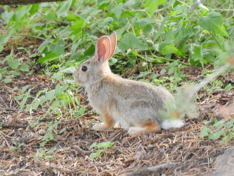 Image of Mountain Cottontail