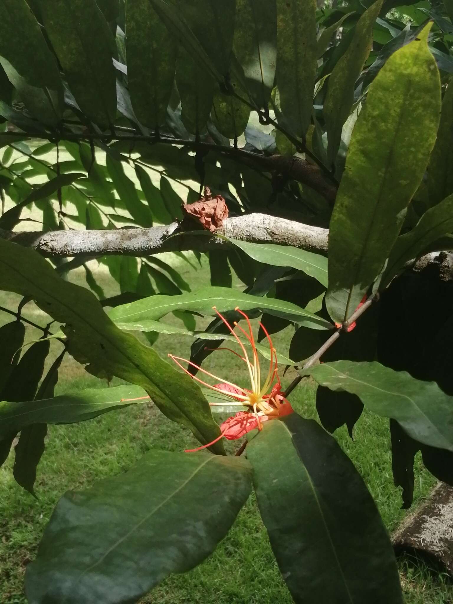 Plancia ëd Brownea macrophylla Linden