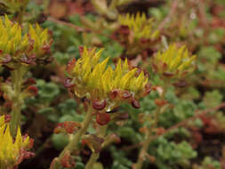 صورة Sedum oreganum subsp. oreganum