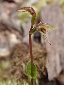 Plancia ëd Townsonia viridis (Hook. fil.) Schltr.