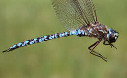 Image of Zigzag Darner