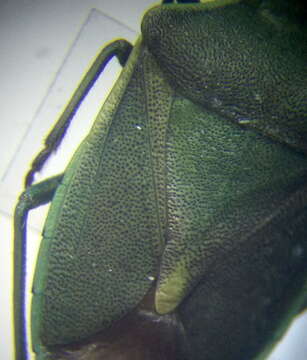 Imagem de <i>Brachynema germarii</i>