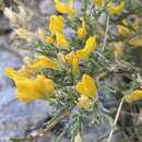 Image of Genista pulchella Vis.