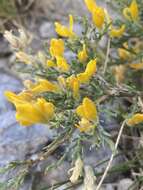 صورة Genista pulchella Vis.