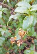 Image of Laurel-leaved Rock-rose