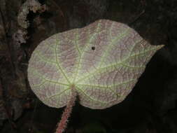 Image of Begonia chongzuoensis Yan Liu, S. M. Ku & C. I Peng