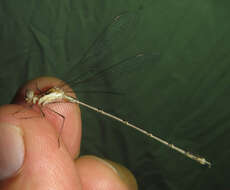 Imagem de Lestes pinheyi Fraser 1955