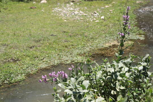 Image of Correll's False Dragonhead