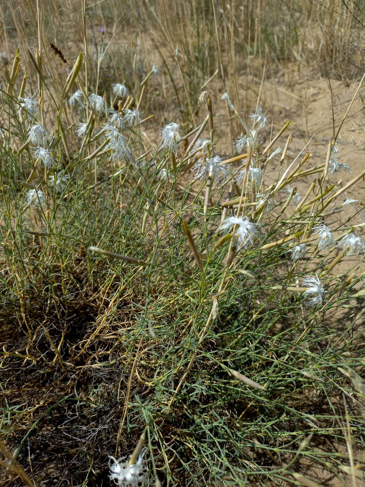 Dianthus squarrosus Bieb.的圖片