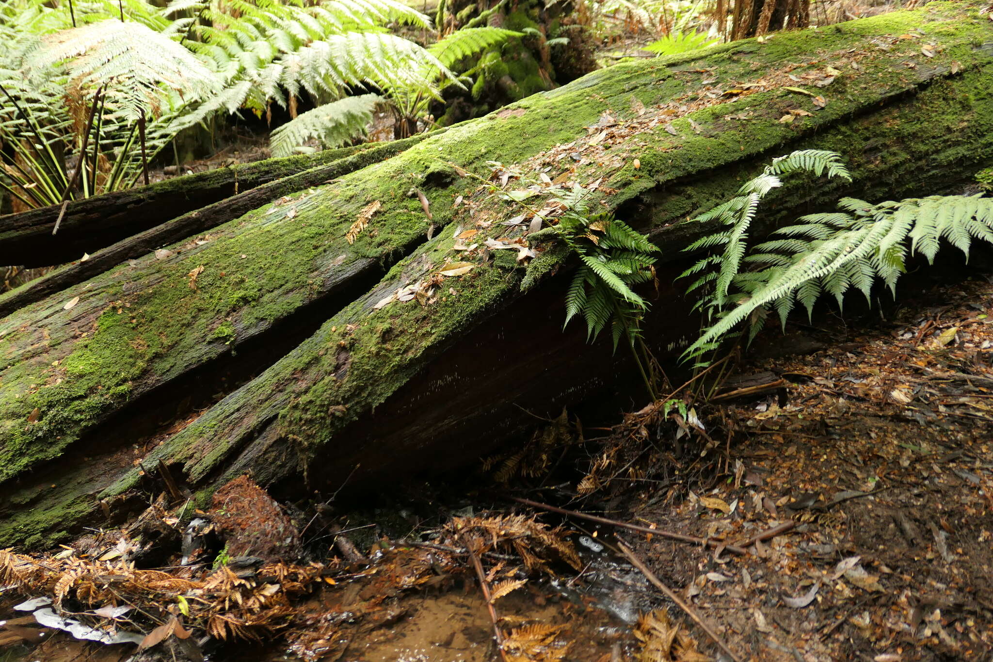 Image de Mucronella pendula (Massee) R. H. Petersen 1980