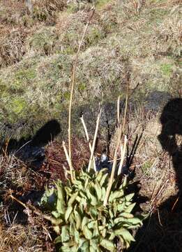 Image of Meconopsis grandis Prain