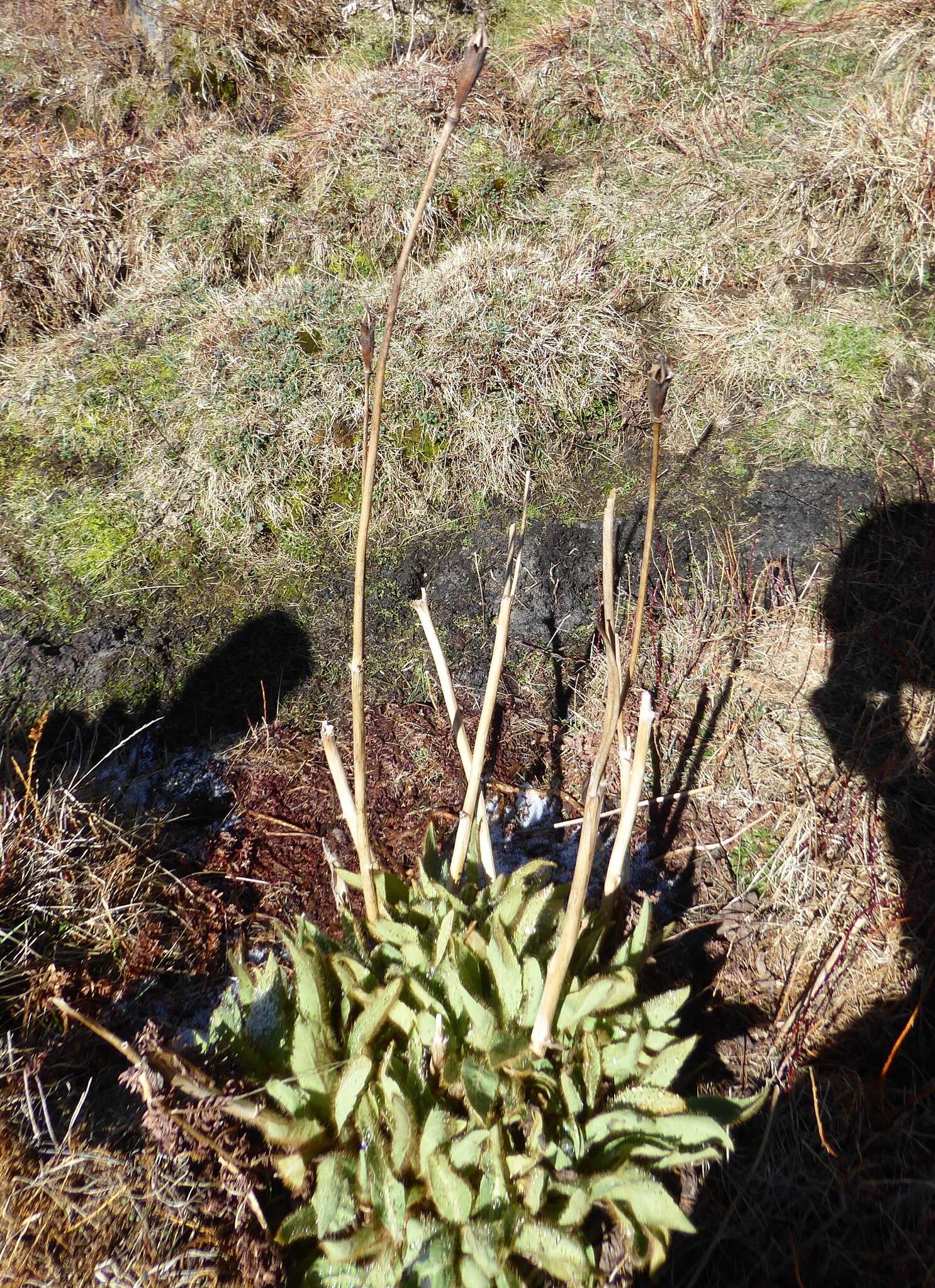 Image of Meconopsis grandis Prain