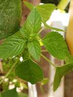 Image de Acalypha mexicana Müll. Arg.