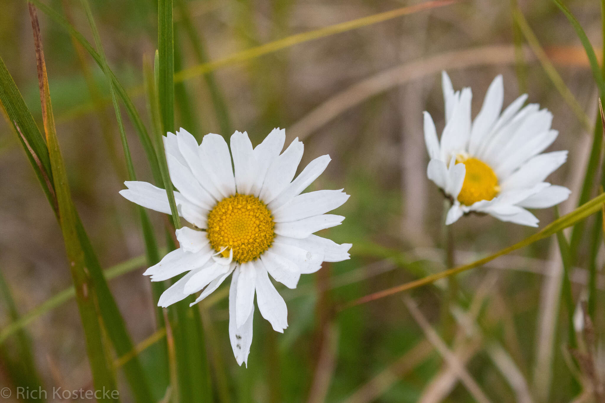 Image of arctic daisy