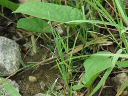 Image of Agriocnemis pieris Laidlaw 1919