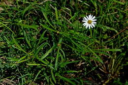 Image of Brachyscome graminea (Labill.) F. Müll.