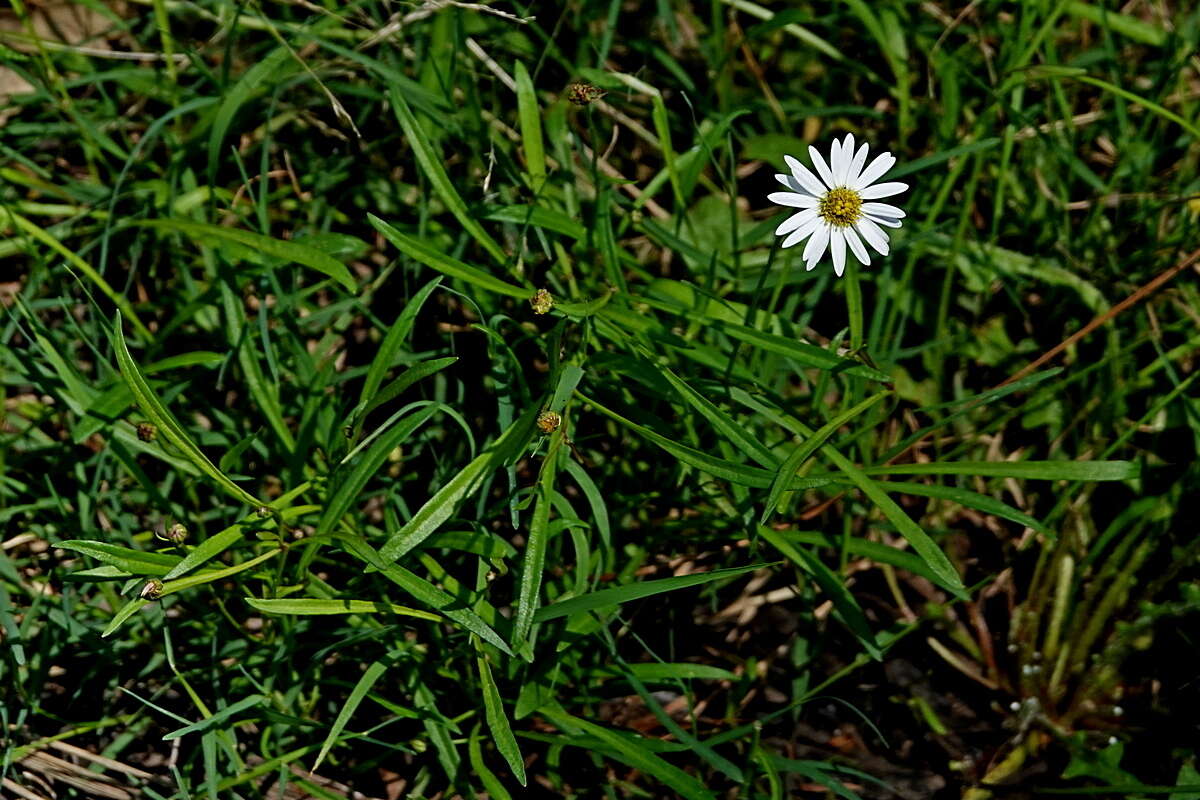 Image of Brachyscome graminea (Labill.) F. Müll.