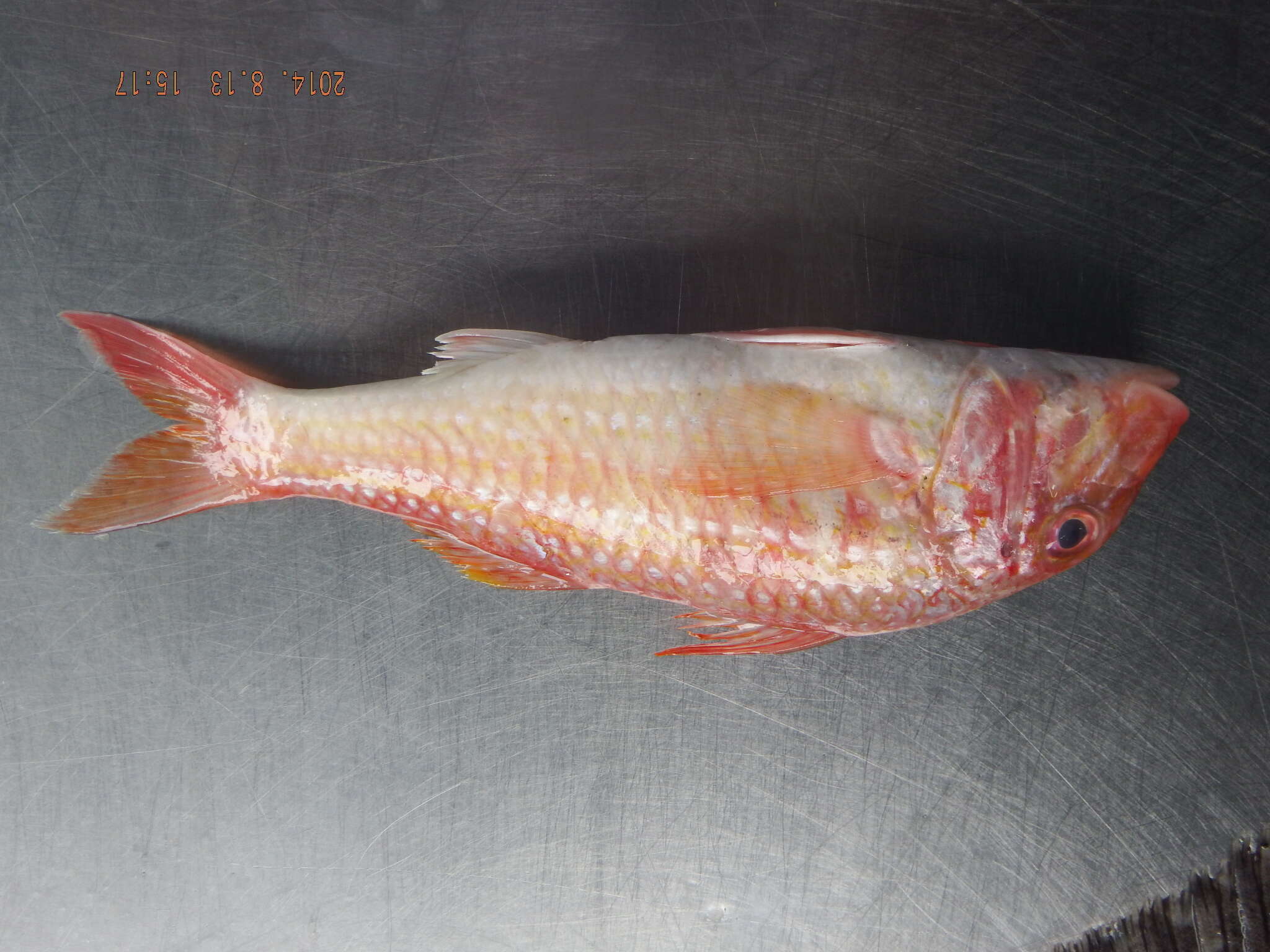 Image of Bigscale goatfish