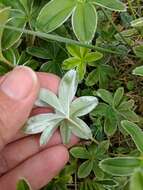 Image of Silver Lady's Mantle