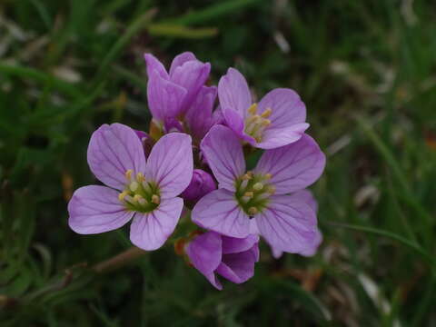 Imagem de Cardamine crassifolia Pourr.