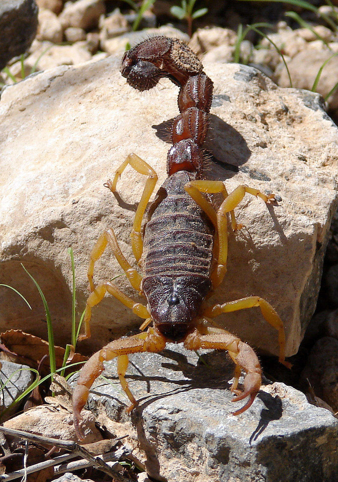 Sivun Parabuthus villosus (Peters 1862) kuva